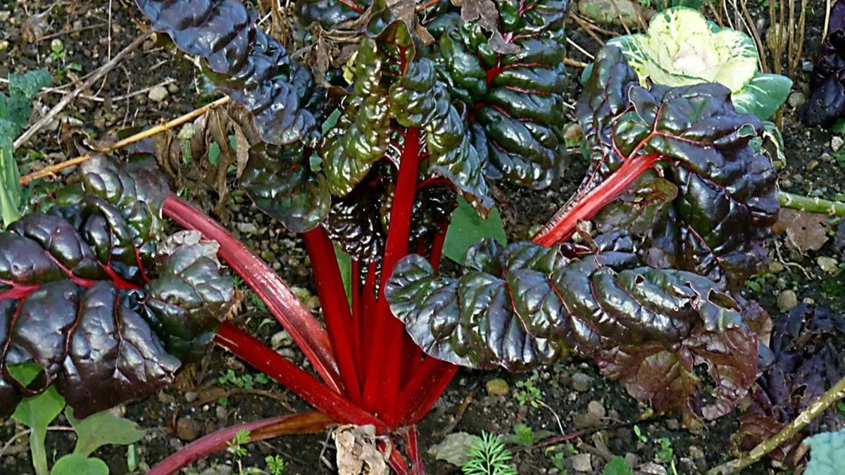 Dlaczego doświadczeni ogrodnicy sadzą sałatę w cieniu pod płotem