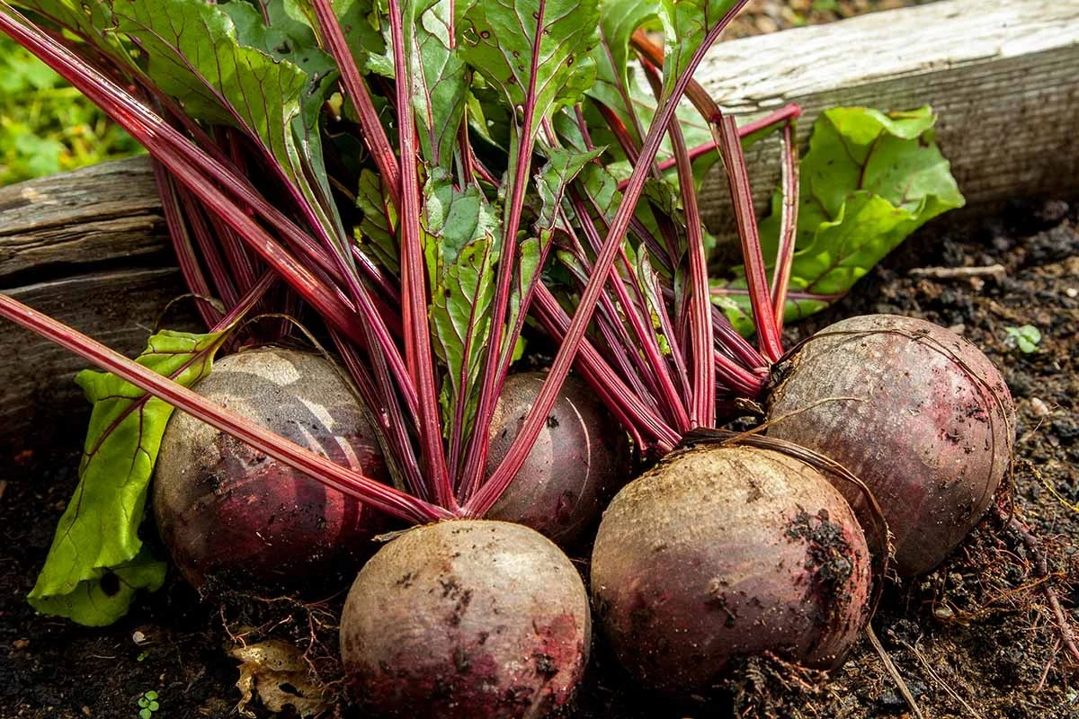 Dlaczego buraki są gorzkie i twarde po zbiorach - image 1