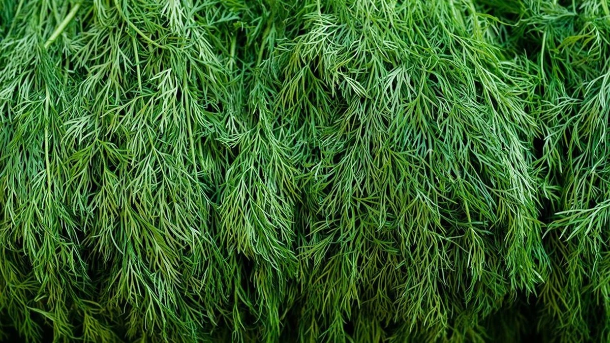 Dlaczego warto żuć łyżeczkę nasion koperku po każdym posiłku