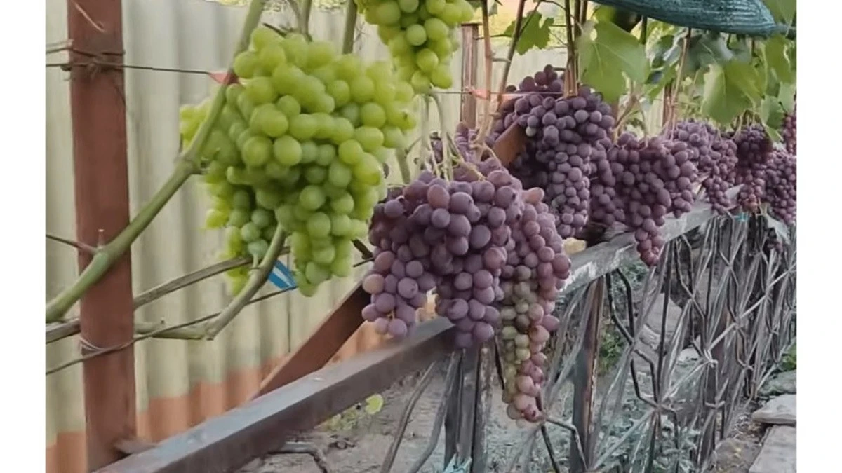 Dlaczego przestałem okrywać winogrona na zimę