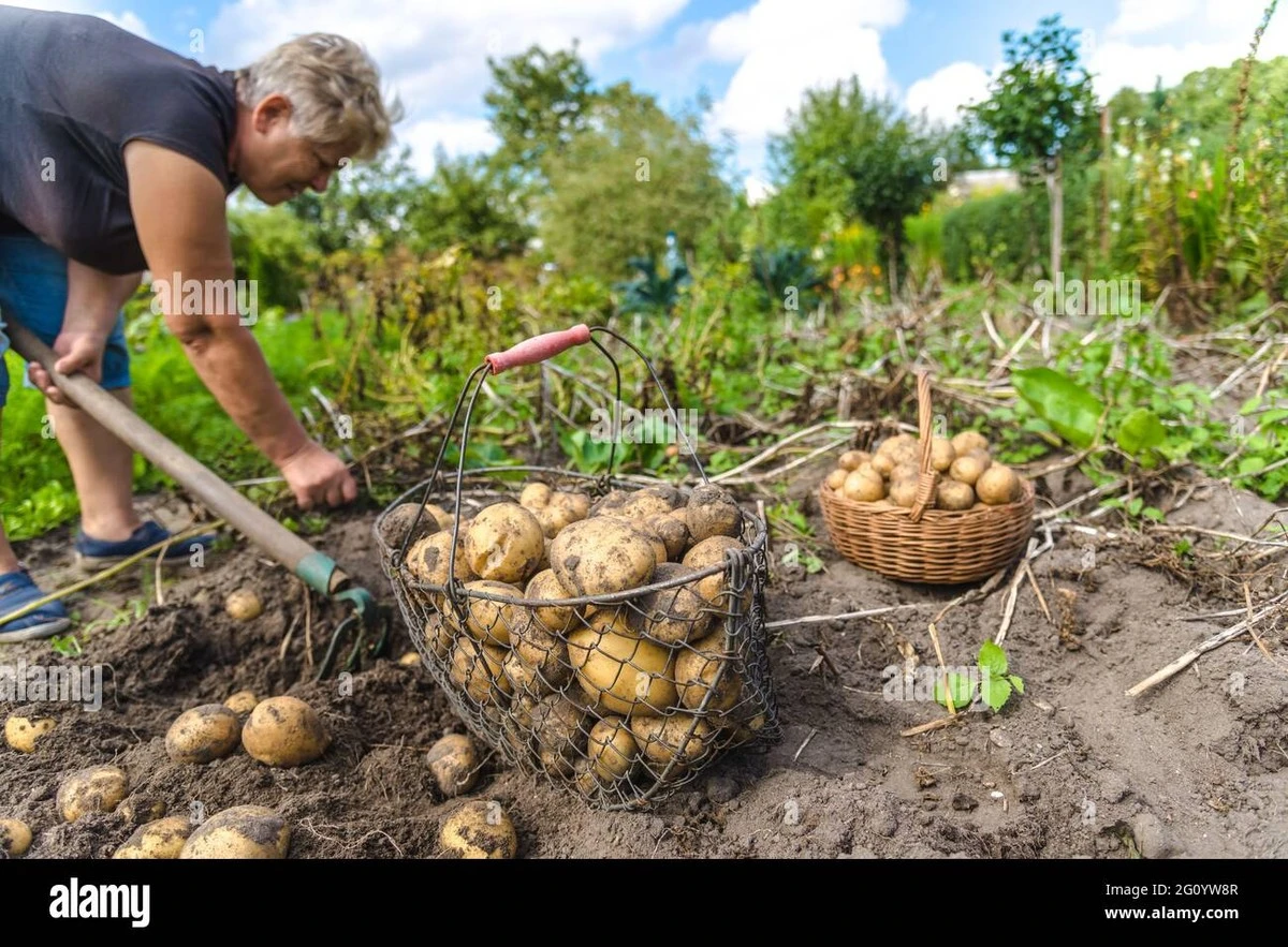 Dlaczego doświadczeni ogrodnicy zawsze sadzą fasolę obok ziemniaków - image 1