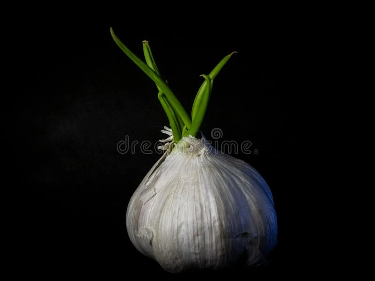 dlaczegowartowk-extra-1.webp Dlaczego warto wkładać kiełkujący czosnek do potraw zamiast do kosza - image 1