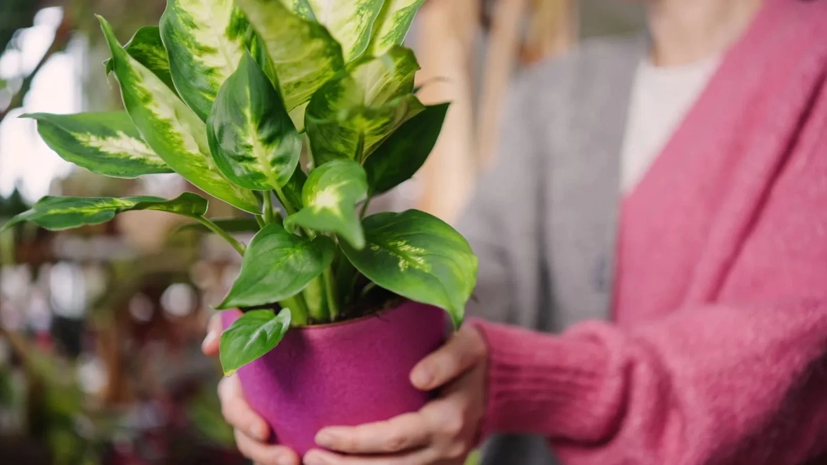 Dlaczego dieffenbachia marnieje w domu? Ten jeden błąd niszczy jej liście