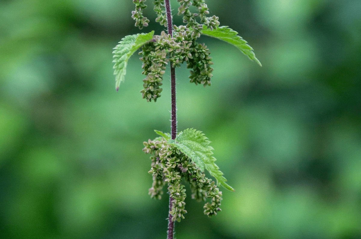 Serbska mikstura na krew: ta jedna łyżeczka zdziała cuda w 2026 roku - image 1