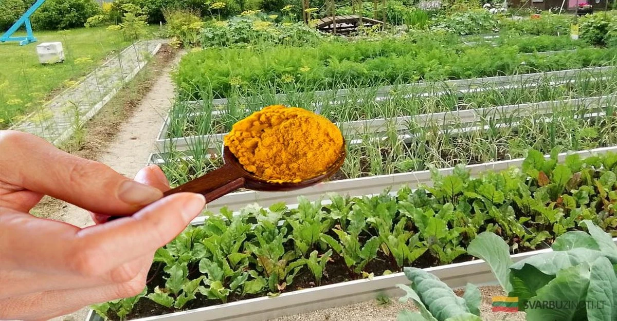 Dlaczego doświadczeni ogrodnicy zawsze sypią kurkumę pod drzewa owocowe