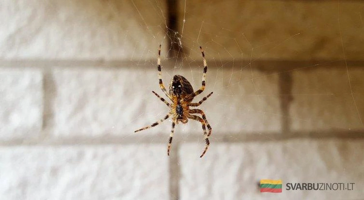 Pająk w sypialni? Nie zabijaj go — oto ukryta przyczyna