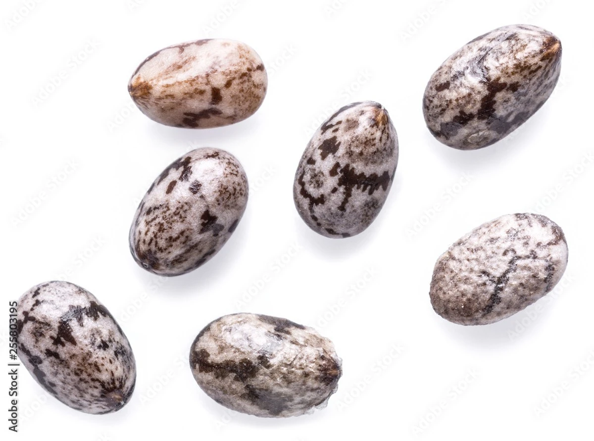 Dlaczego warto wrzucić łyżeczkę nasion chia do szklanki wody każdego ranka - image 1