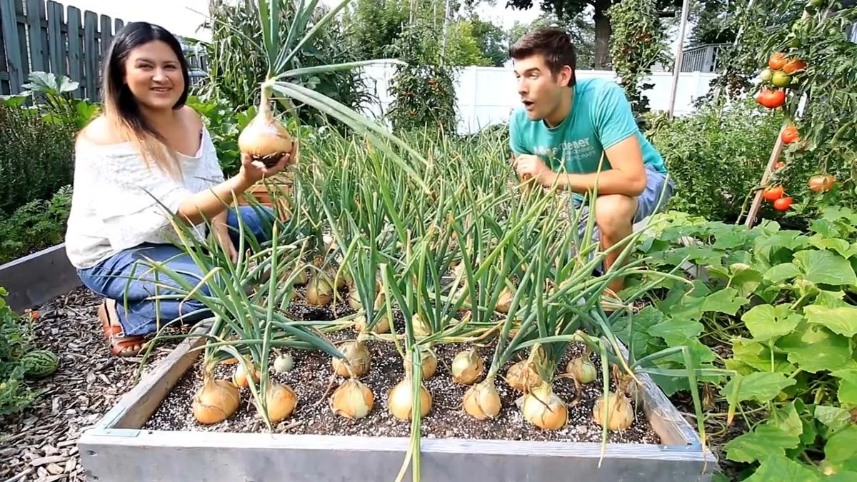 dlaczegodoswiad-extra-1.webp Dlaczego doświadczeni ogrodnicy sypią popiół pod cebulę właśnie w sierpniu - image 1