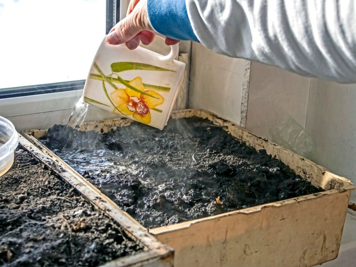 Dlaczego doświadczeni ogrodnicy zalewają nasiona wrzątkiem przed siewem - image 1