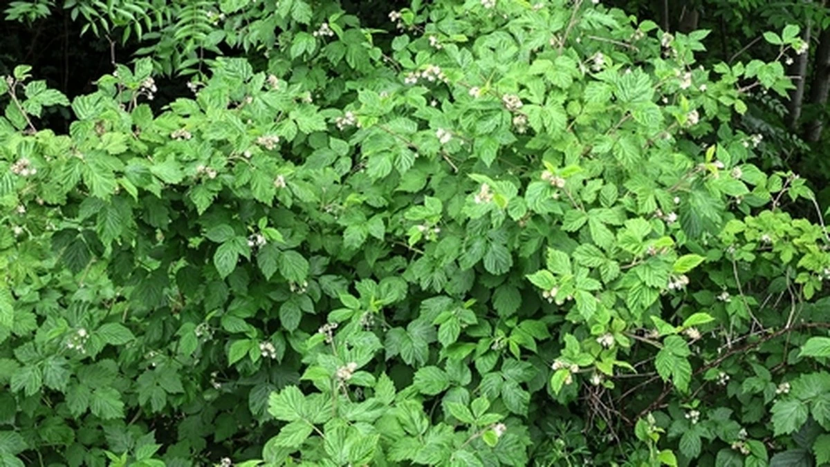 Dlaczego warto wrzucić garść jeżyn do porannej owsianki